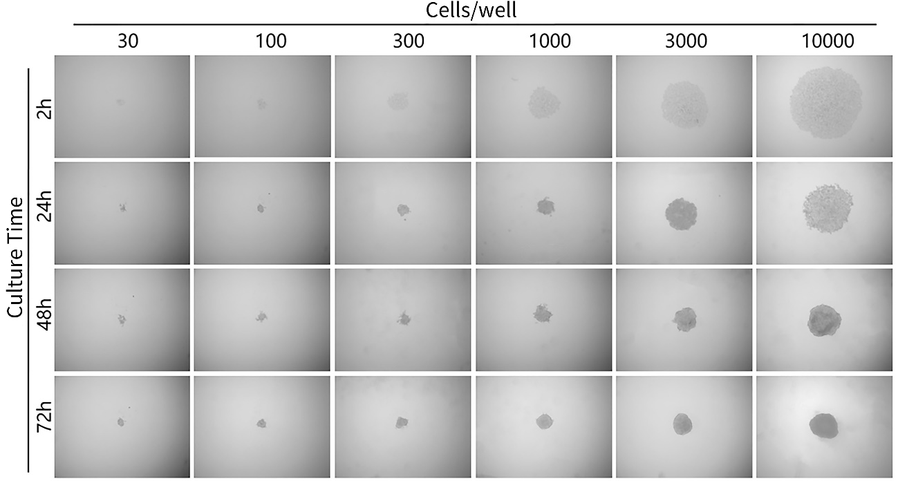 BeyoGold™ Plus超低吸附白色透明底384孔板(平