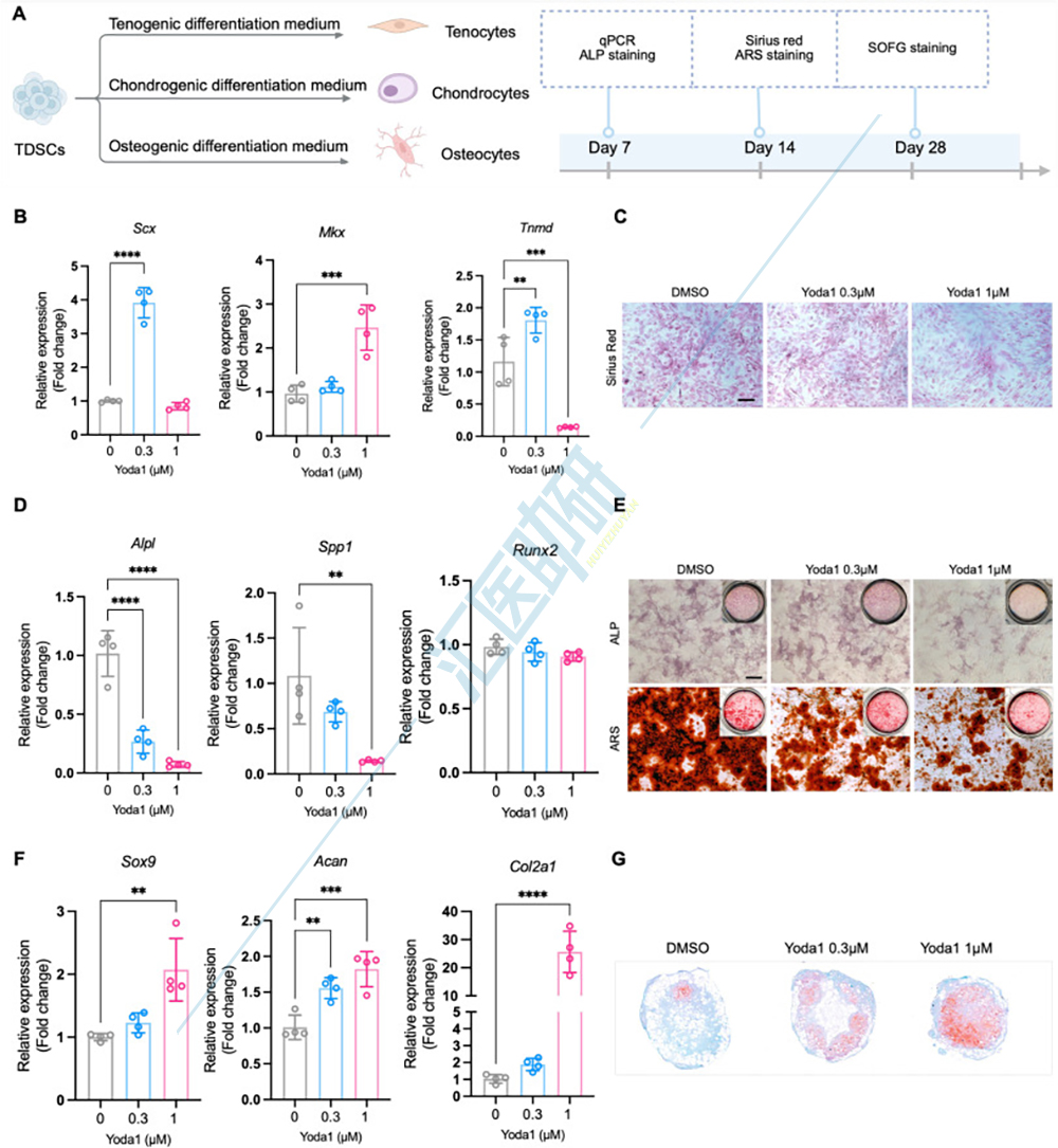 图3.Yoda1 在体外改变 TDSCs 的命运