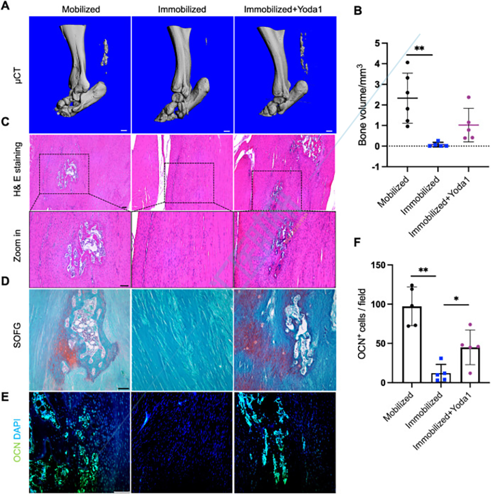 图8.短期固定通过调节Piezo1促进肌腱愈合