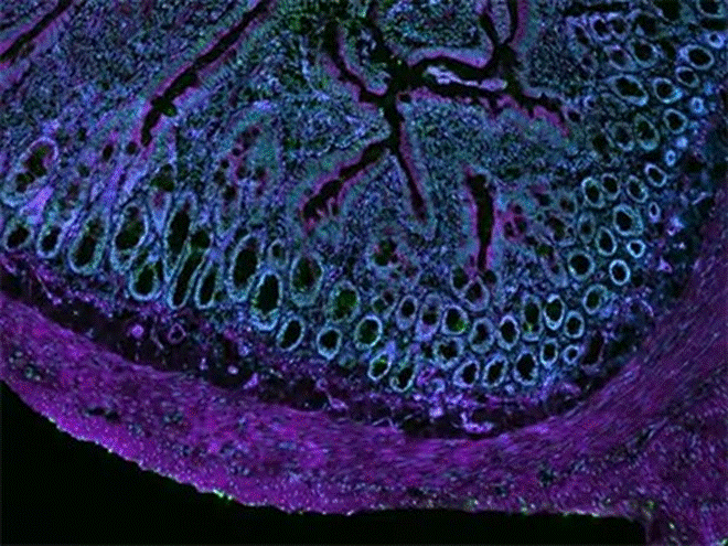图片包含 蛋糕, 紫色, 桌子, 装饰
AI 生成的内容可能不正确。