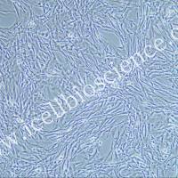 HBZY-1细胞 | HBZY1细胞 | HBZY-1|  HBZY1| 大鼠