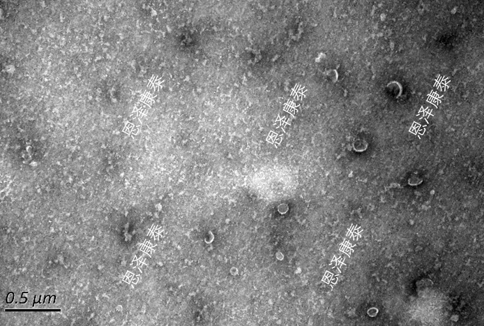 ContrExo®高纯度HEK293外泌体参考品-工程化外泌