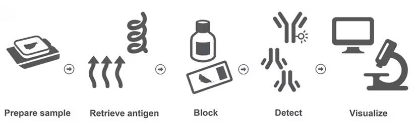 免疫组化IHC全攻略：从实验步骤到染色原理解析-赛默飞