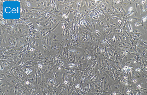 J82细胞| J-82细胞 | J-82 | J82 | 人