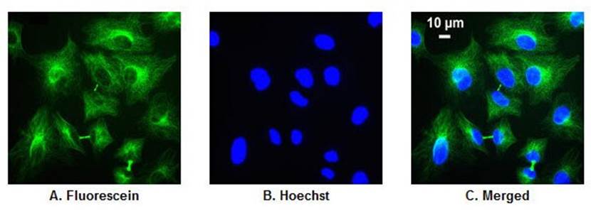 图形用户界面
AI 生成的内容可能不正确。