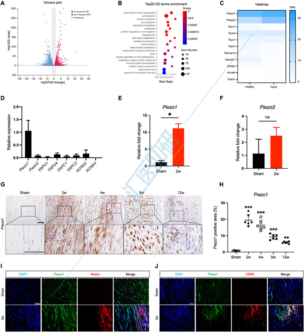 图2.跟腱损伤后 Piezo1 表达上调