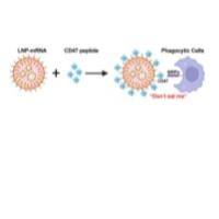 负载mRNA的阳离子脂质体被CD47靶向肽（GNYTCEVTELSREGKTVIELK）修饰 mRNA@LNP-CD47