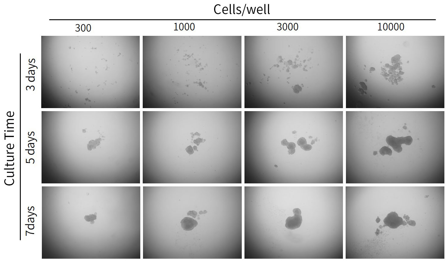 BeyoGold™ Plus超低吸附黑色透明底384孔板(平