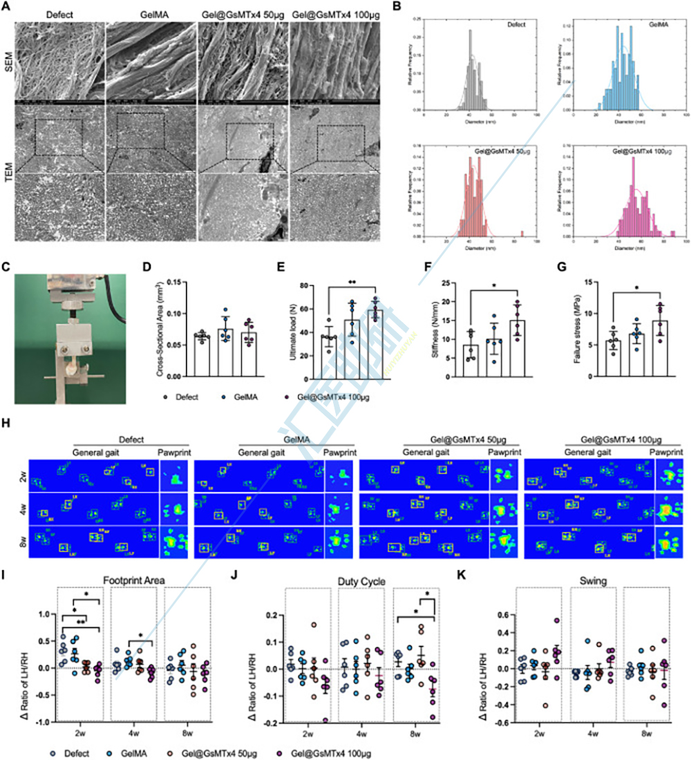 图6.GsMTx4 治疗可改善愈合肌腱的生物力学性能