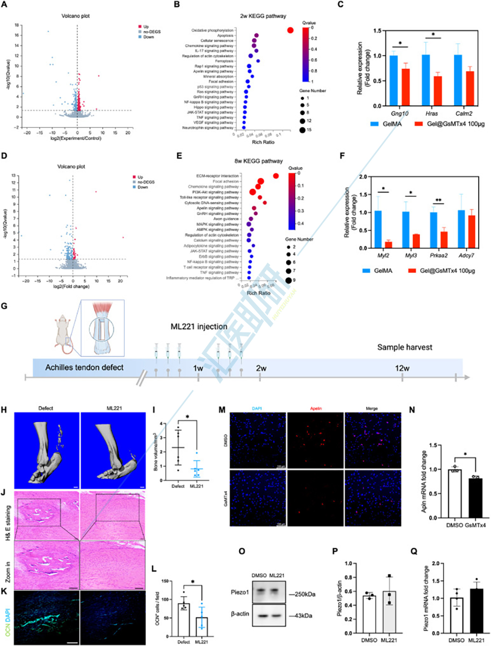 图7.ML221治疗可抑制异位骨化