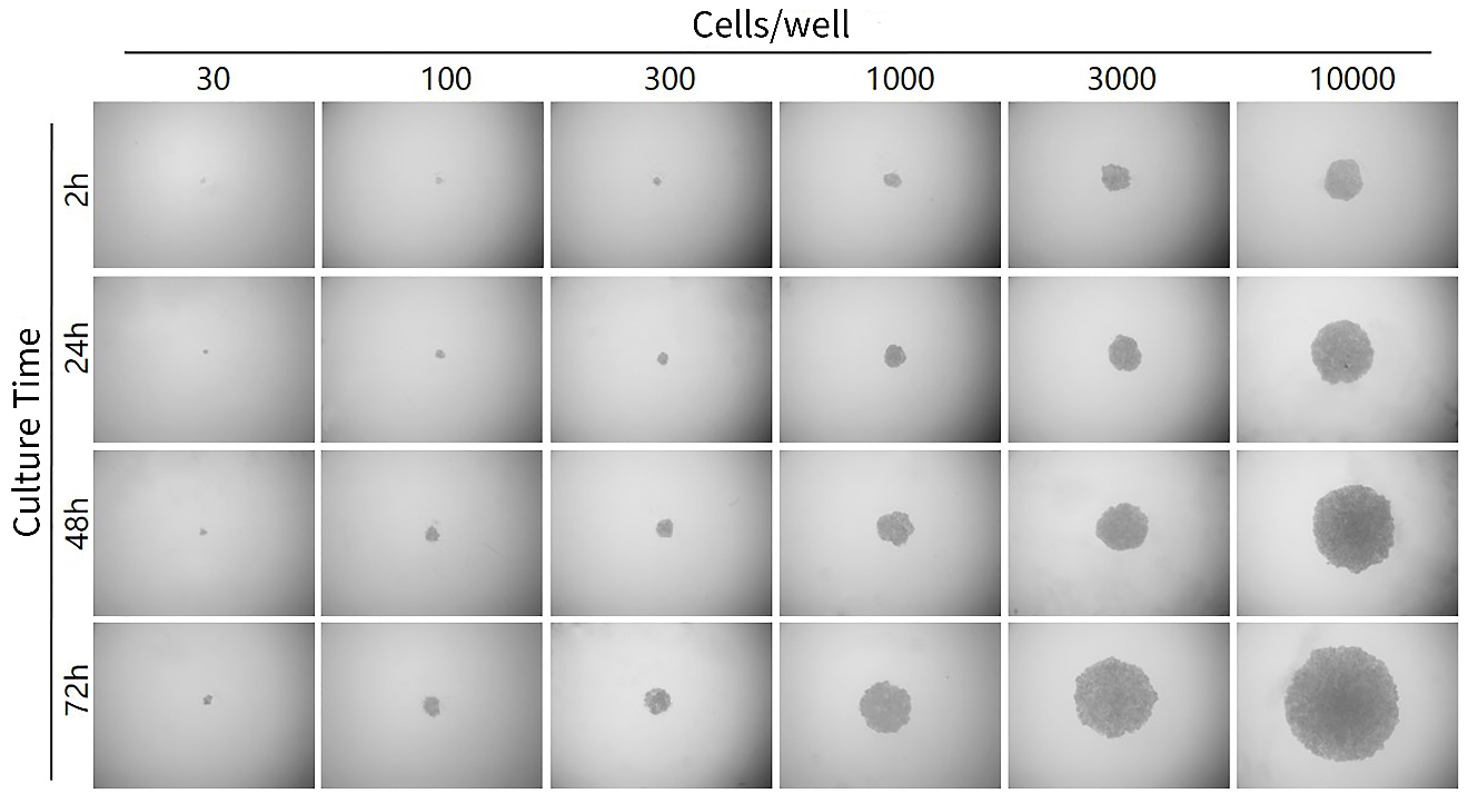 BeyoGold™ Plus超低吸附白色透明底384孔板(平
