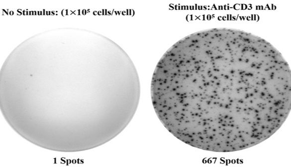 超灵敏检测！Elabscience 人IL-4（白介素4）ELISPOT试剂盒助力免疫研究突破