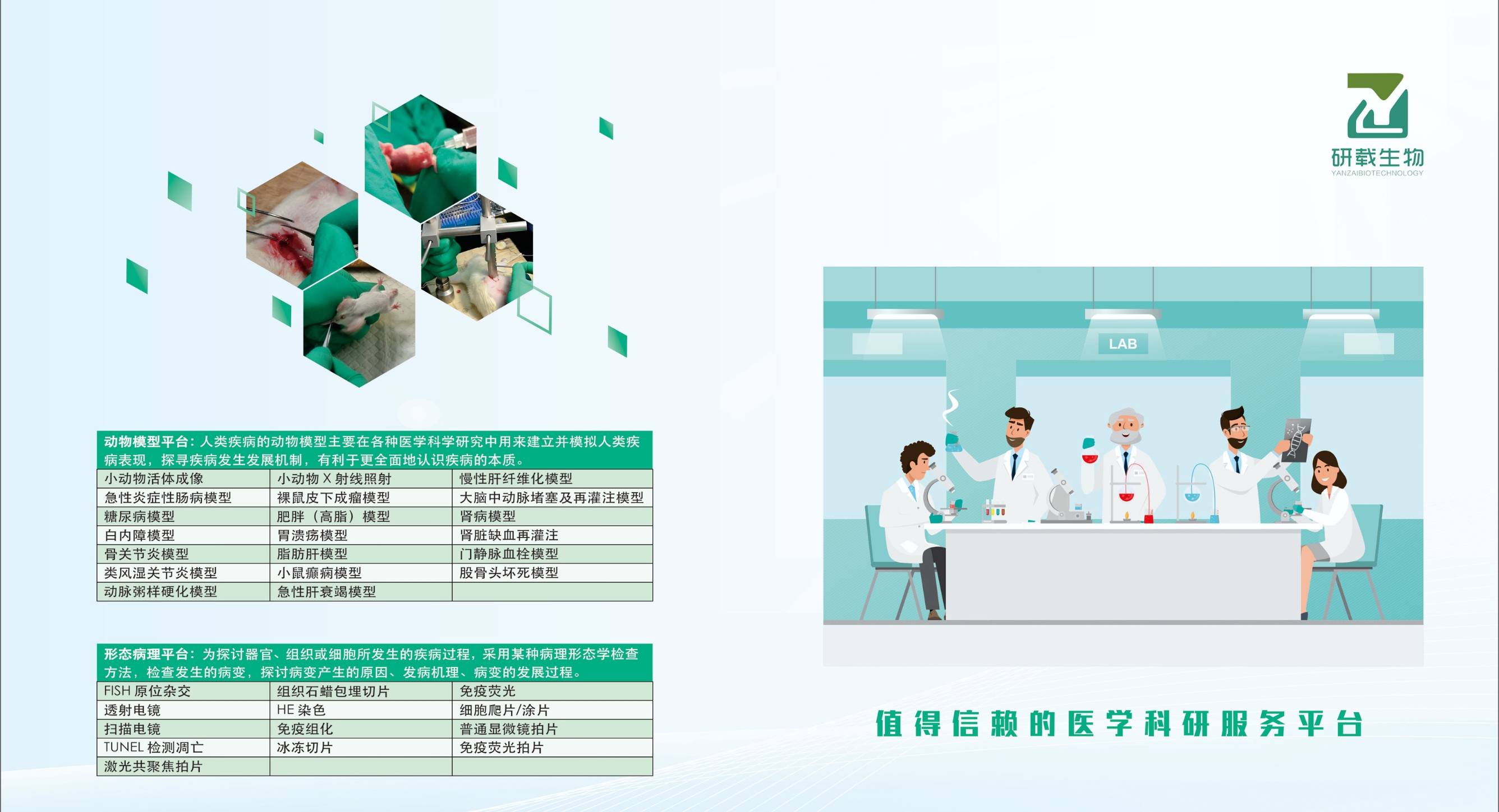 耳肿胀动物模型