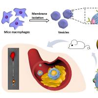 负载吲哚美辛的聚酰胺-胺树枝状聚合物纳米颗粒被巨噬细胞膜包裹 IM@PAMAM@MM