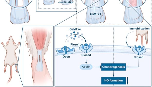 Piezo1重现中科院双1区Top！材料学+分子生物学+生物力学，香港中文大学团队交叉创新，为肌腱再生研究树立新范式！