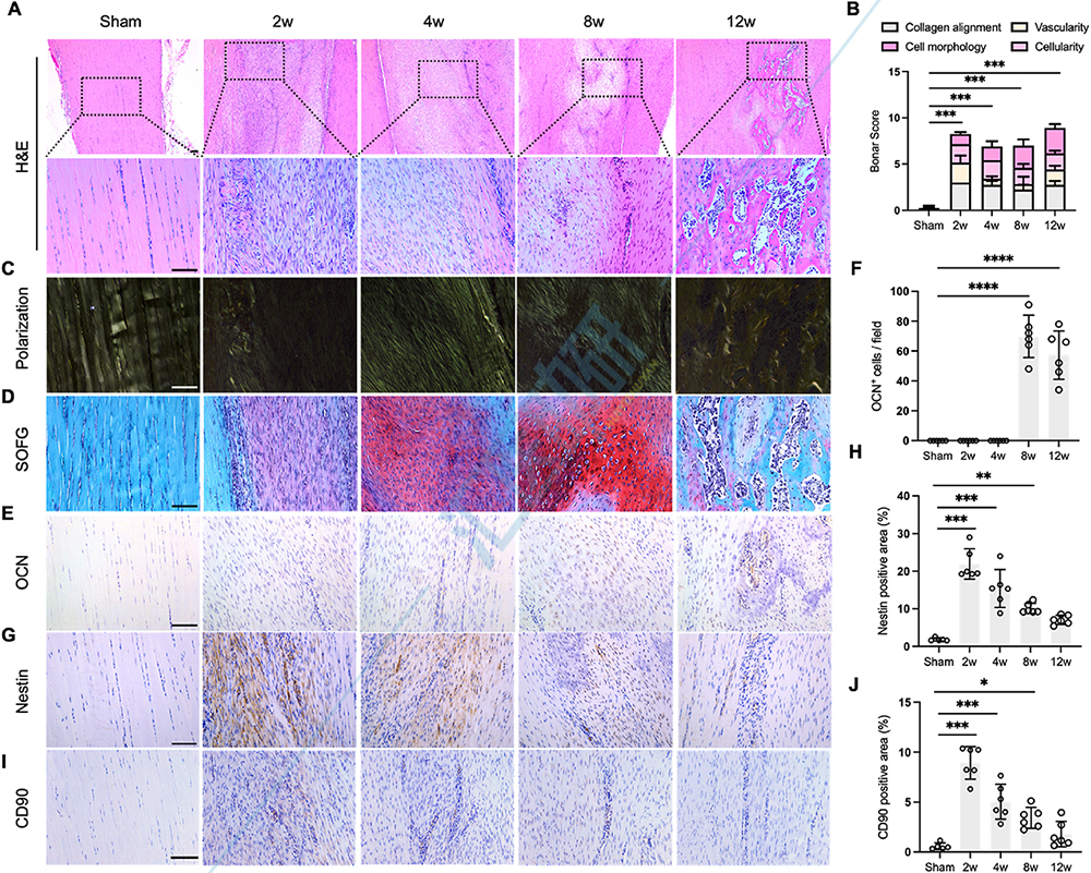 图1.大鼠ATD模型的病理变化