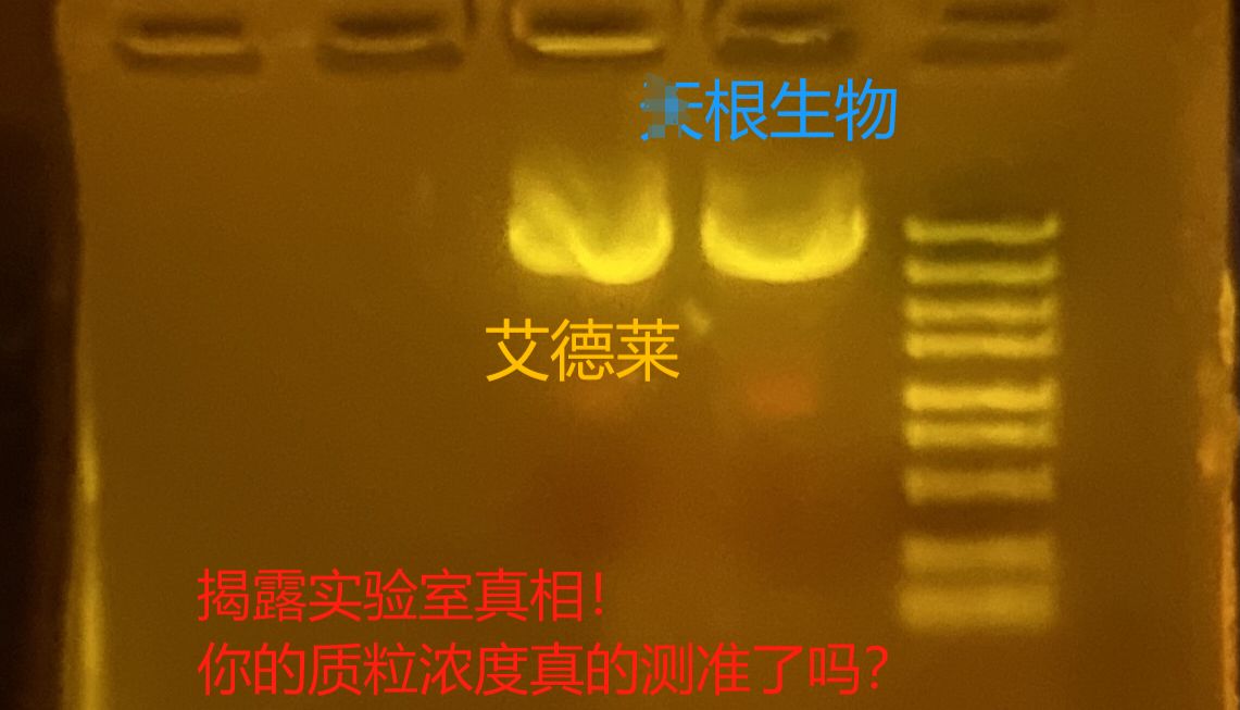 实验室警报！50%质粒浓度检测结果竟不可靠？‌