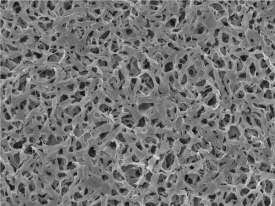 千万不要忽略ELISpot＆FluoroSpot板子的选择这个细节，可能实验会失败！