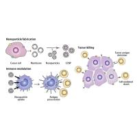 负载吲哚胺2,3-双加氧酶抑制剂(1-甲基-D-色氨酸)和PD-L1 抑制剂(JQ1)的纳米颗粒被小鼠胶质瘤细胞膜包裹 indoximod/JQ1@NPs@CM-GL261