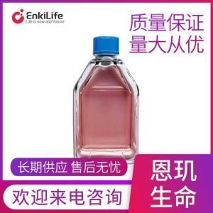 人支气管上皮细胞HBE135-E6E7(STR鉴定)