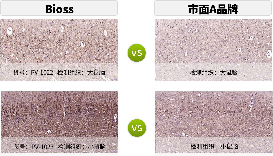 新品上市 | 比传统HRP效果强数十倍？揭秘聚合物信号放大技术的颠覆性优势