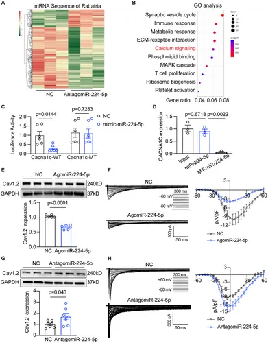 双荧光素酶报告基因实验 双荧光素酶报告基因实验