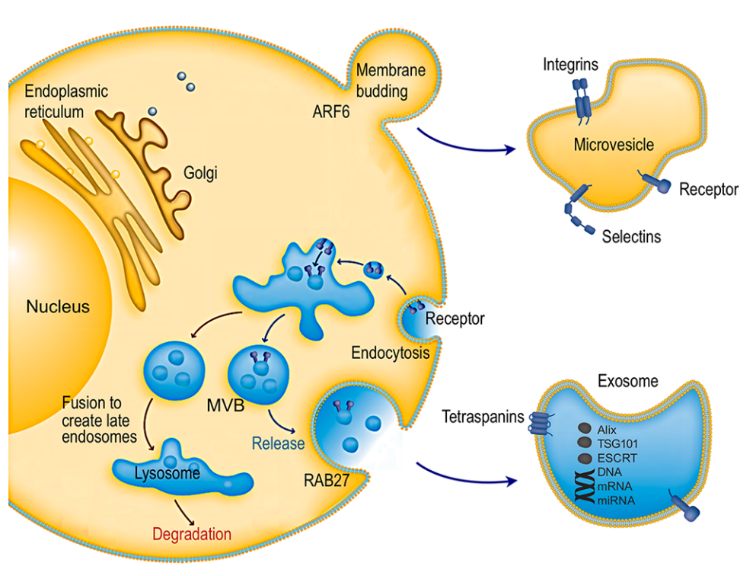 细胞外囊泡（EVs）规模化生产，无细胞疗法推动神经修复与免疫治疗应用潜力