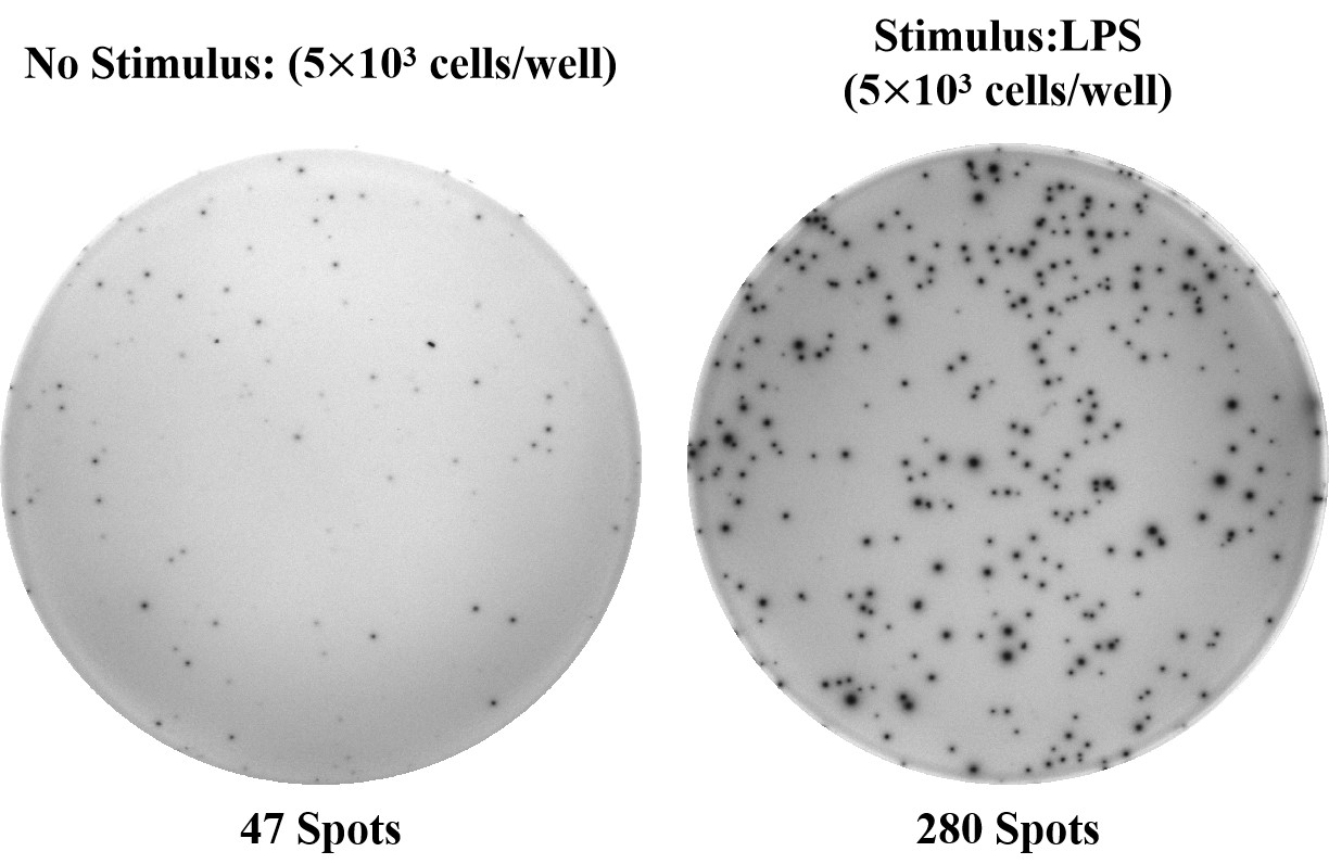 精准检测TNF-α分泌细胞？Elabscience人TNF-α ELISpot试剂盒助力免疫研究突破！