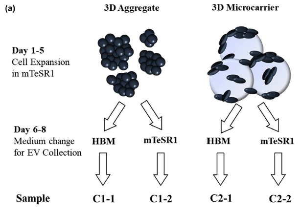 细胞外囊泡（EVs）规模化生产，无细胞疗法推动神经修复与免疫治疗应用潜力