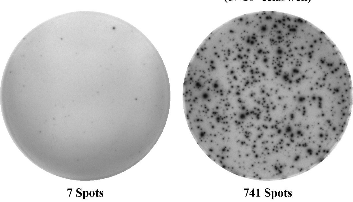 Elabscience 小鼠IFN-γ（干扰素γ）ELISPOT试剂盒：单细胞水平检测，赋能精准免疫研究！