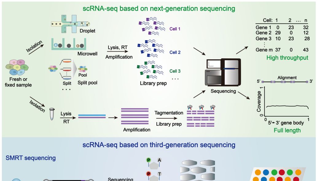单细胞转录组测序：从短读长到长读长的跨越