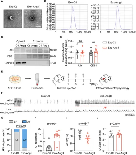 外泌体提取鉴定 外泌体提取鉴定