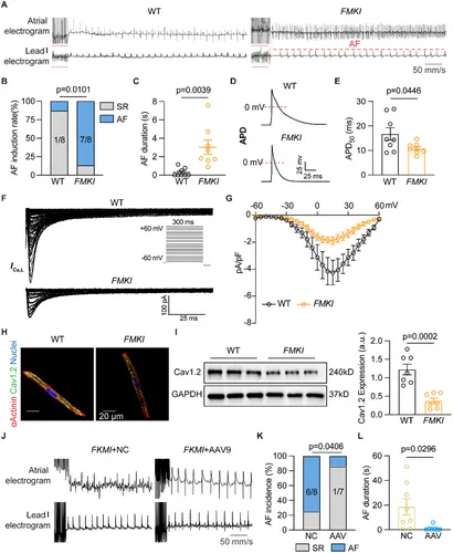 双荧光素酶报告基因实验 双荧光素酶报告基因实验