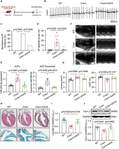 外泌体技术服务 外泌体技术服务