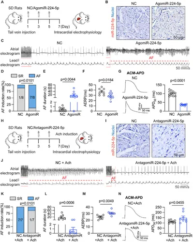 动物实验 动物实验