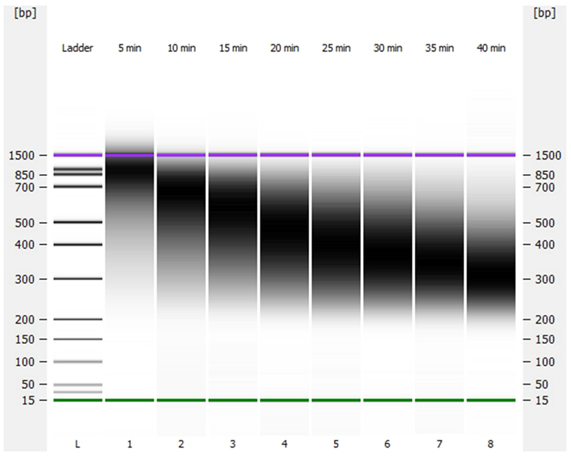 DNA文库构建试剂盒 VAHTS Universal Plu