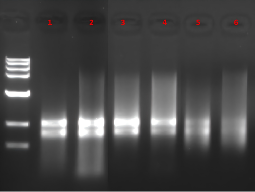 MP SPINeasy™土壤RNA提取试剂盒11658505
