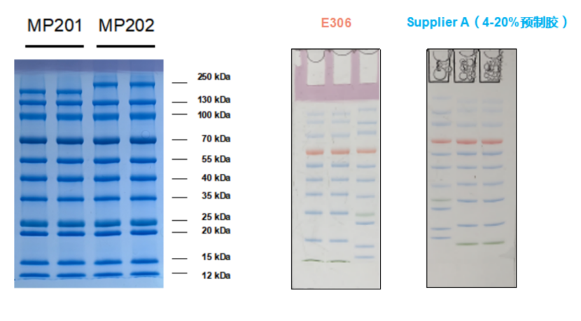 One-Step PAGE Gradient Gel Fas