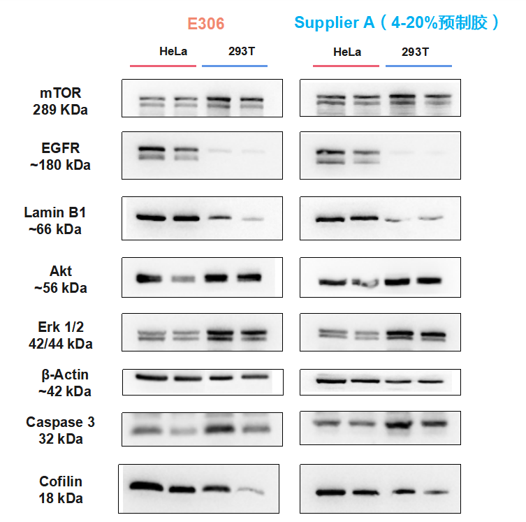 One-Step PAGE Gradient Gel Fas