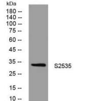 S2535 rabbit pAb