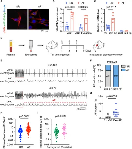 免疫荧光 免疫荧光