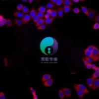 大鼠小肠血管内皮细胞