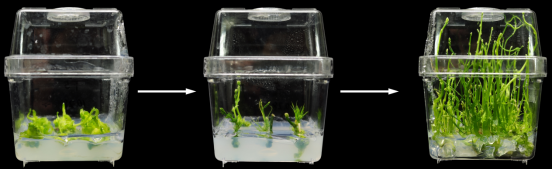 试管苗扩繁服务