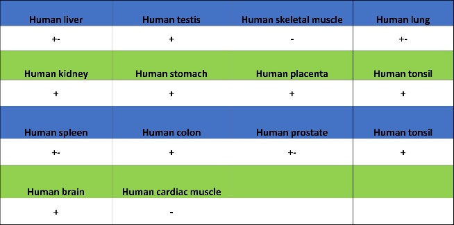 肿瘤病理靶点：MLH1和NaPi2b/SLC34A2解析