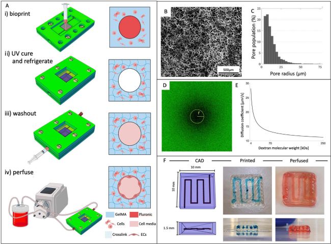 3D生物打印技术助力肿瘤微环境研究:BIOX生物3D打印机的创新应用