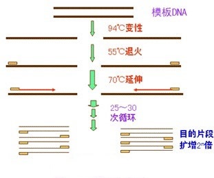 聚合酶链式反应（PCR）实验问题解析