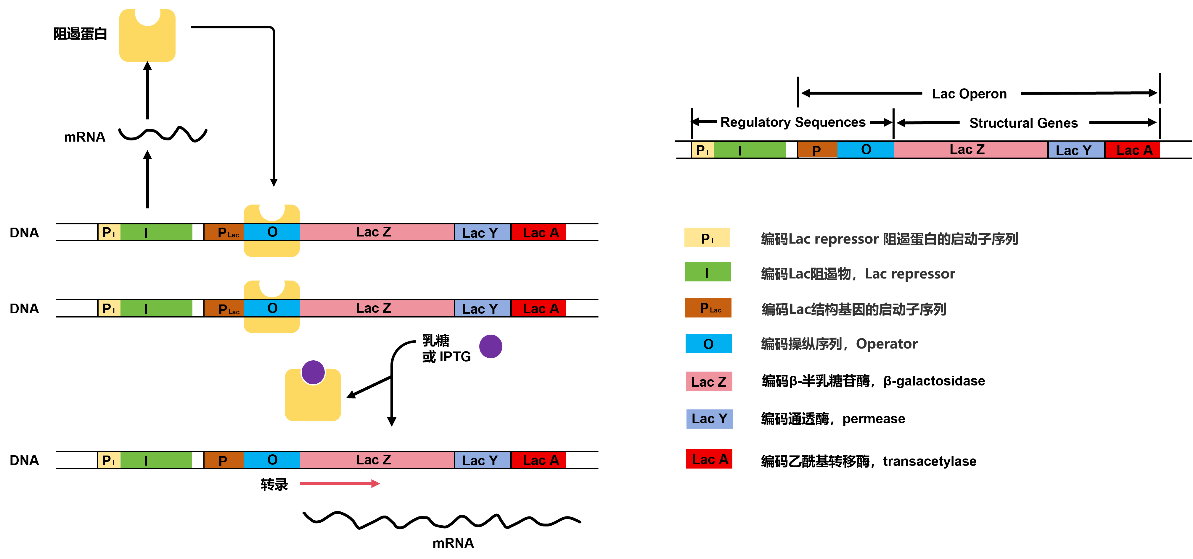【原核表达系统纯化蛋白全攻略】科研人必备!
