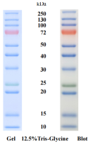 10-250KD 预染蛋白marker 升级款