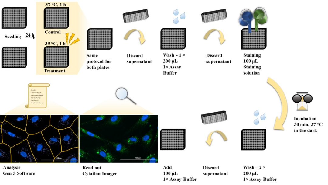超实用！高通量活细胞自噬体定量分析新方案