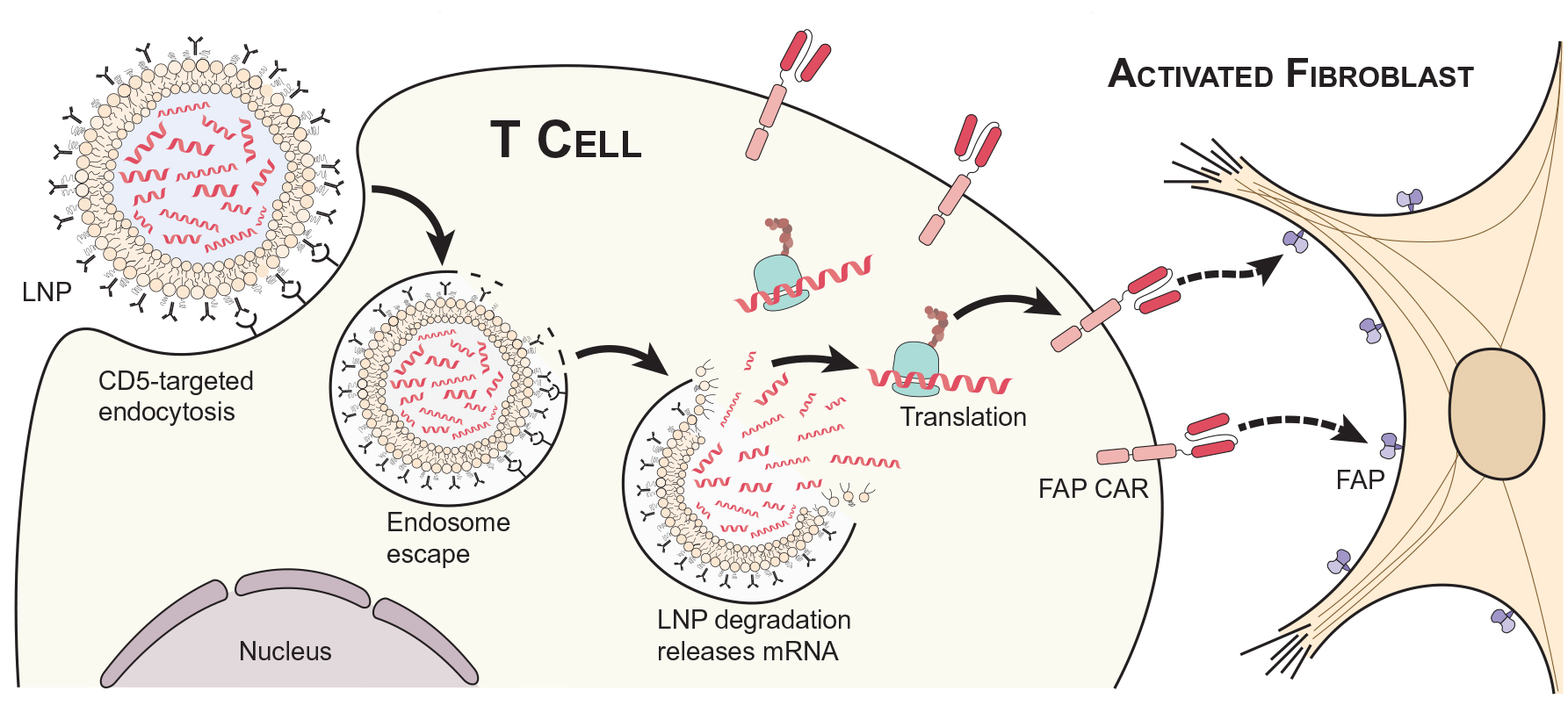 体内CAR-T异军突起，在自身免疫性疾病方面有哪些突破呢？